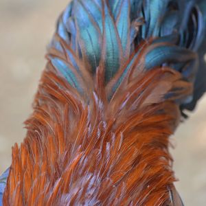 'Copper' - Our 8 month Old Cockerel with unique Tail Coverts