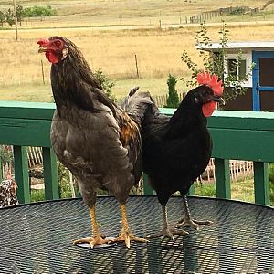 Chicken Meetup On The Deck