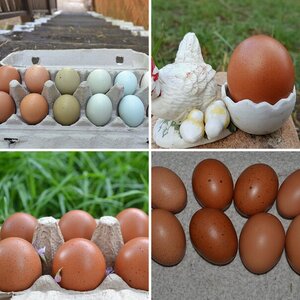 Aushens eggs