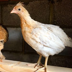 Our chickens