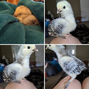 New Baby Chickies 😍