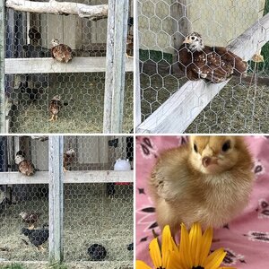 Baby Chicks Hatch Date 8-24-20