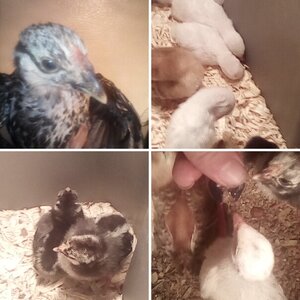 Baby chicks and guineas