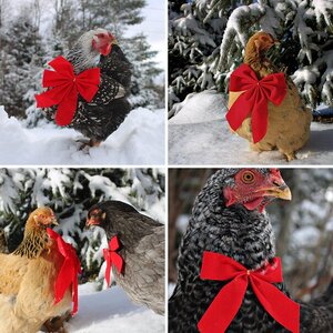 Winter Pictures of My Flock