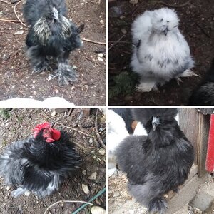 The Lady Birds & The Baby Birds