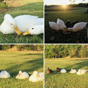 My Ducks + Goose 💕