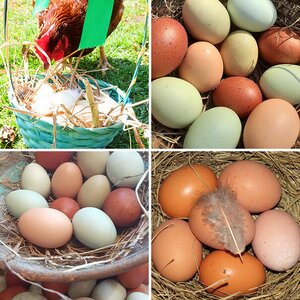 12th Annual BYC Easter Hatch-Along—Natural Egg Photo Contest