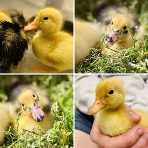 Ducklings!!!