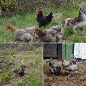 my flock
