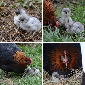 my first hatching