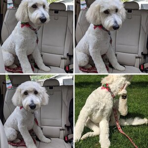 Puppy First Hair Cut