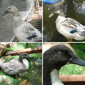 Ducks