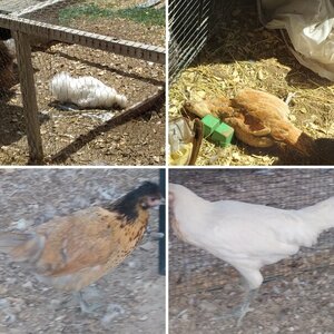 Fabulously Feathered Larks Hatchery