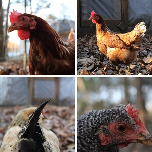 Some Random Pictures of My Chickens