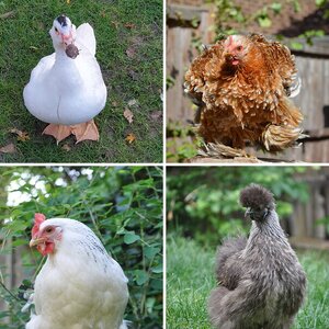 Pippin's current flock