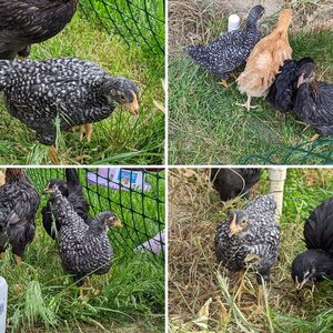 Barred Plymouth Rock. Pullet?