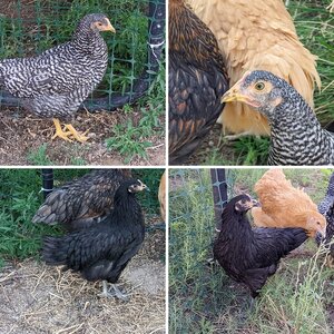 Chickens 10-11 weeks
