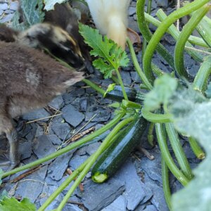Ducks eating courgettes.