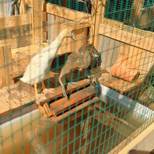 Duckling Afternoon Bath