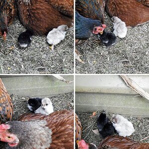2 CHICKS, 3 MOTHERS ..