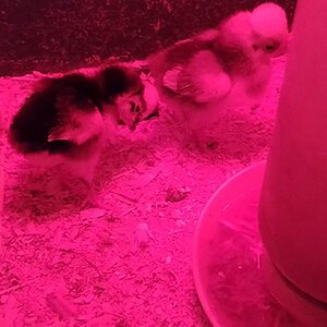 chicks