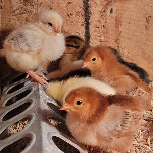 2023 brood