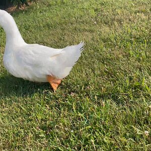 Dewey quack