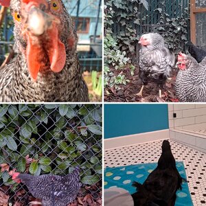 Videos of my chickens ♡