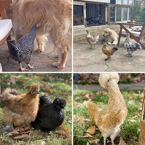 My new flock! 2023