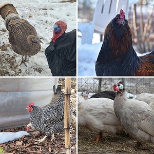 BYC's 14th Annual New Year's Day Hatch-Along—2024—Winter on the Farm Photo Contest