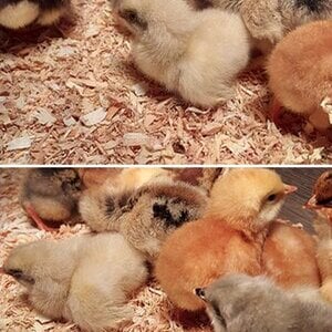 Chicks