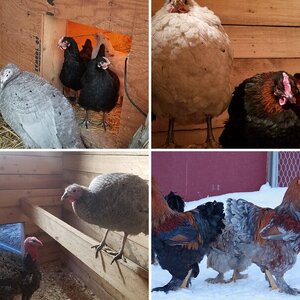 2024 Valentine's Day Contest Series—Cutest Couples Photo Contest—Poultry Edition