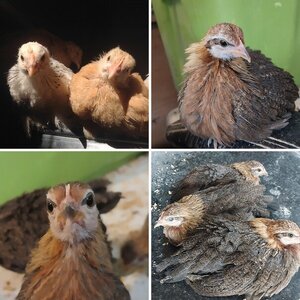 15th Annual BYC Easter Hatch-Along—Cutest Baby Fowl Photo Contest
