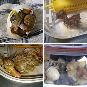 15th Annual BYC Easter Hatch-Along—Hatching Fowl Photo Contest