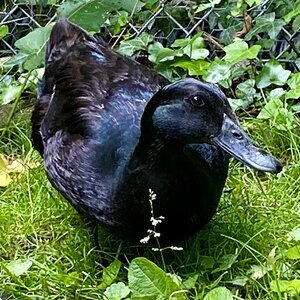 Olive the Cayuga duck