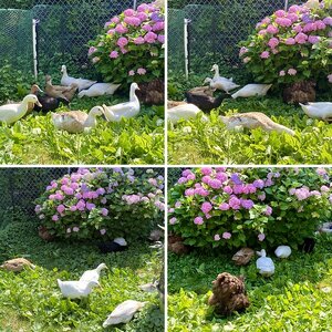 ducks of summer 24