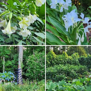 2024 Summer Fair—Outdoor Garden Show