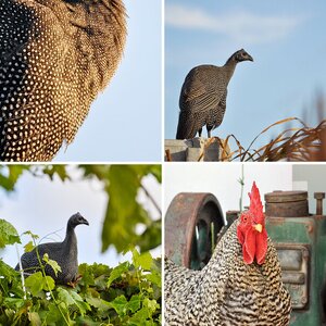 Contest and POW pics