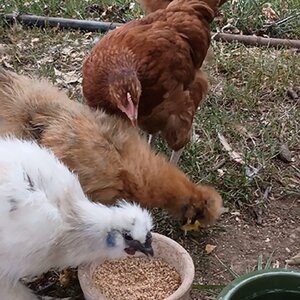 sick chickens