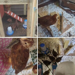 Grow the Chicks!!