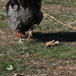 Rooster limping
