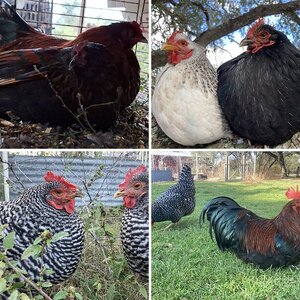 Cutest Couples Photo Contest—Poultry Edition 2025