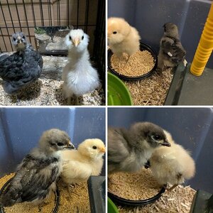 2025 Chickies