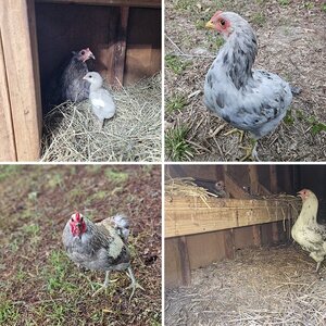 Abney Farms