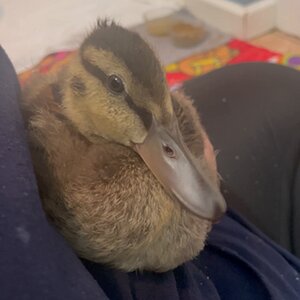 Duckling