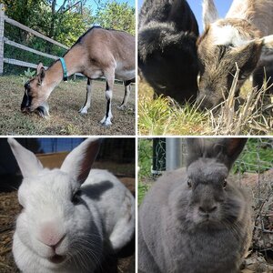 Equine & Livestock Show—2025 BYC Summer Fair