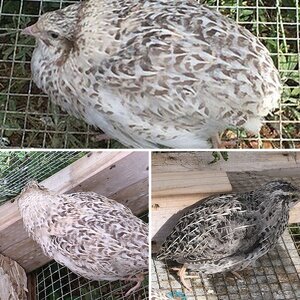 Pretty Quail