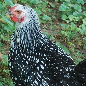 Silver Laced Wyandotte Pullet