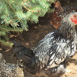 Silver Laced Wyandotte Cockerel with my Silver Sebright Bantam hen and Speckled Sussex Cockerel in the background