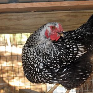 Silver Laced Wyandotte Hen (RIP)